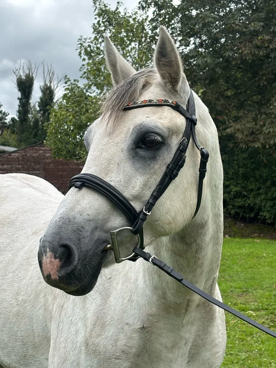 14.2 Connermara Gelding - Image 3