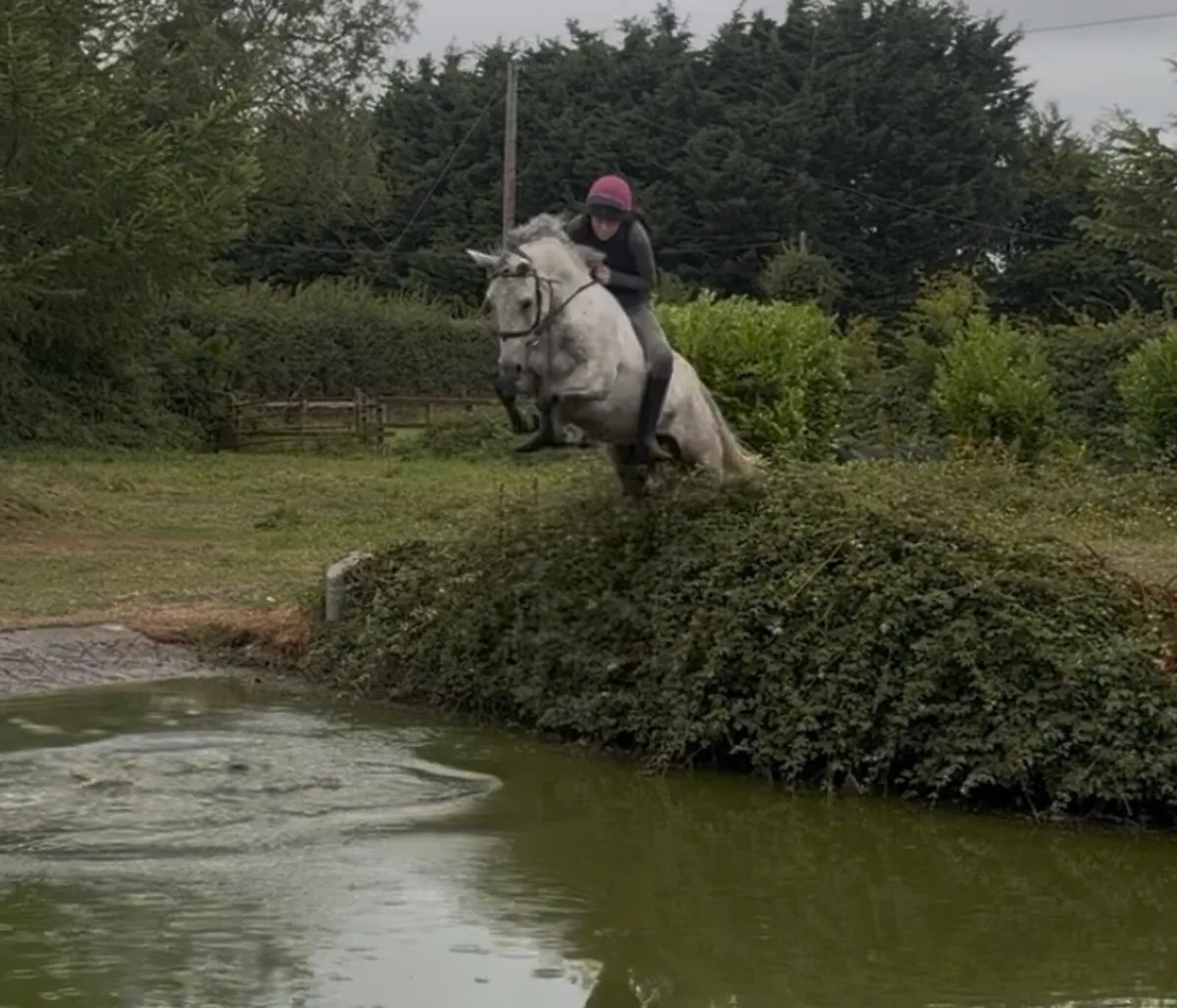 14.2 Connermara Gelding - Image 4