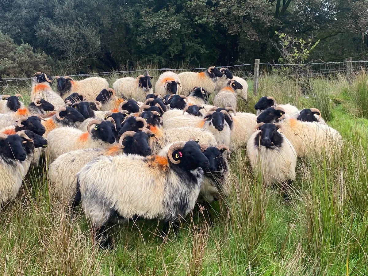 Ewe hoggets - Image 2