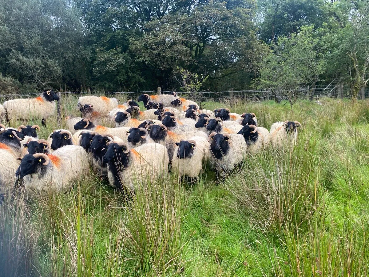 Ewe hoggets - Image 3