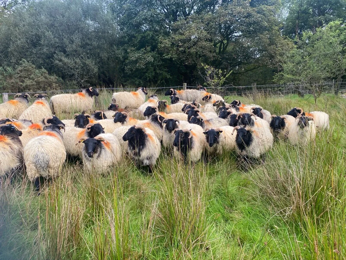 Ewe hoggets - Image 4