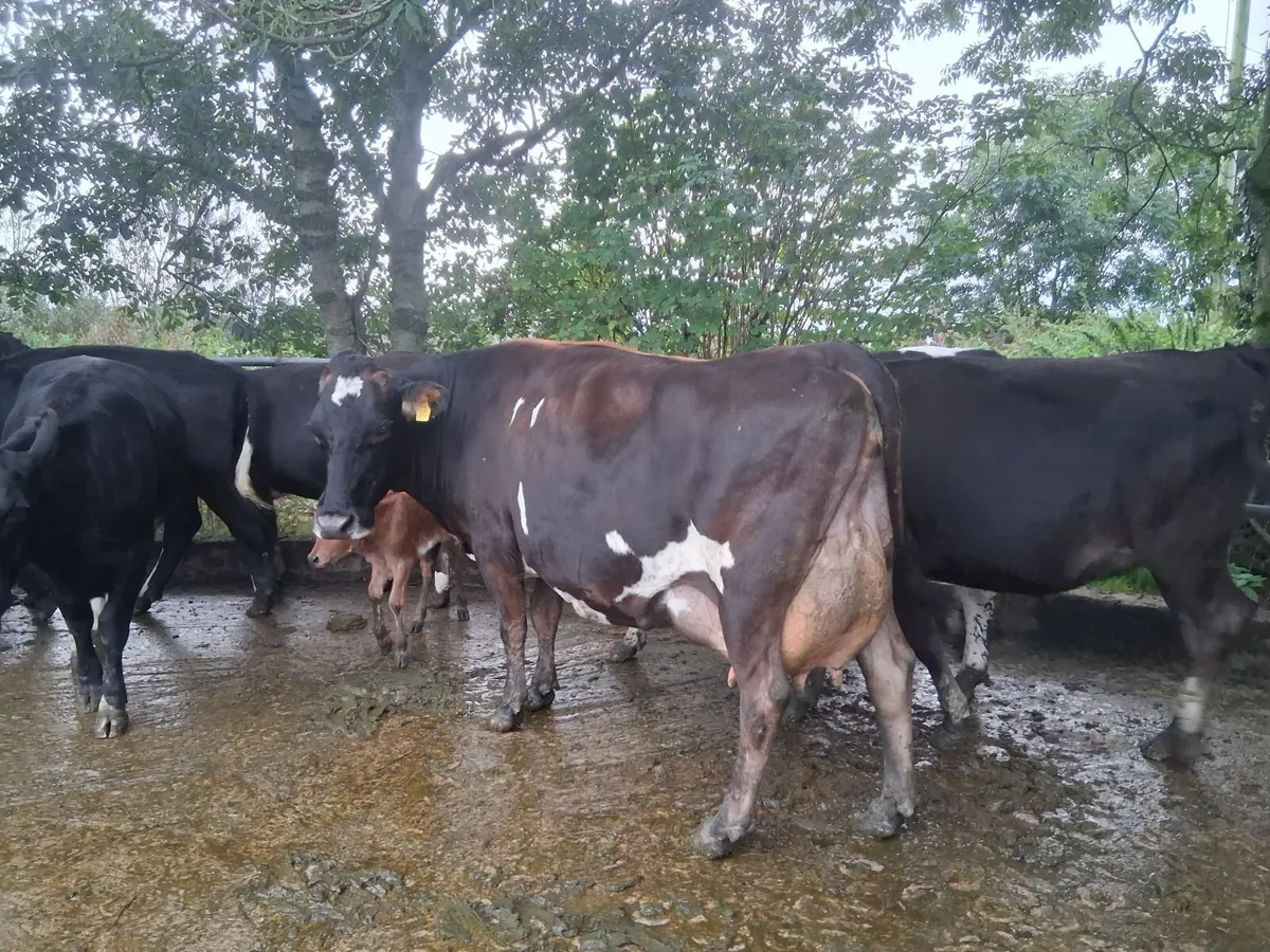 Freshly calved cow - Image 1
