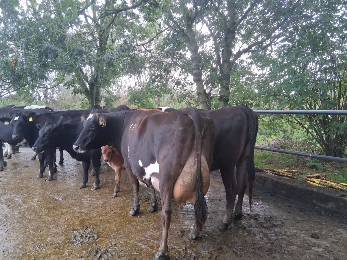 Freshly calved cow - Image 3
