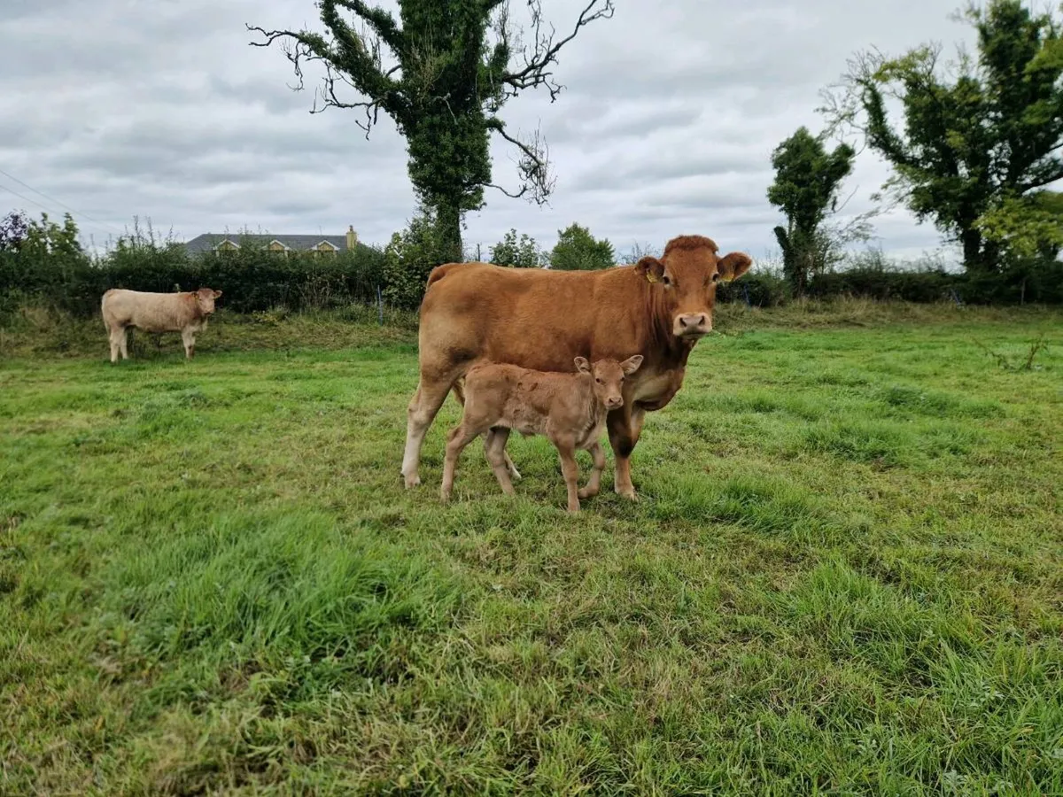 First calver - Image 1