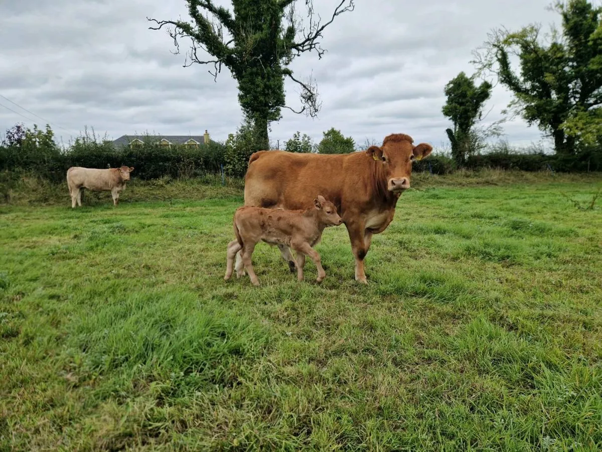 First calver - Image 2