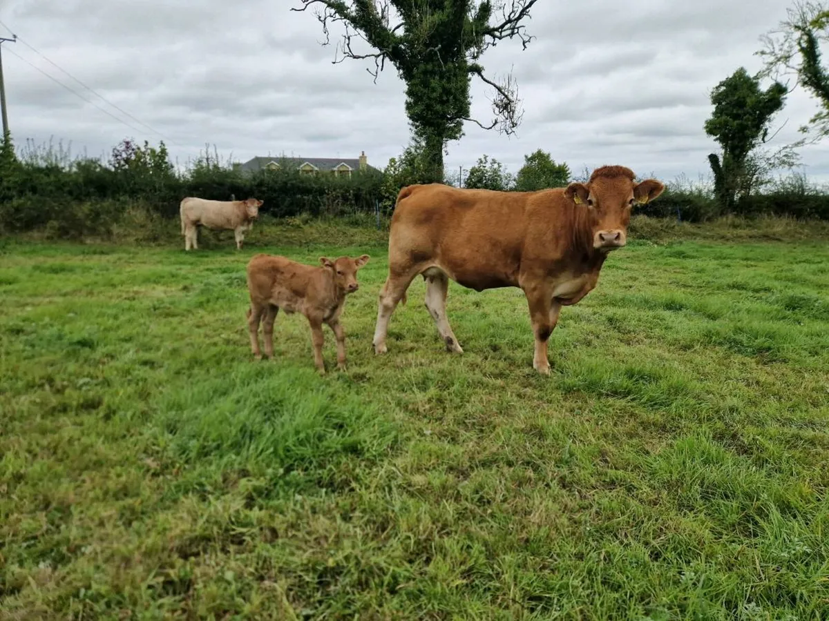 First calver - Image 3
