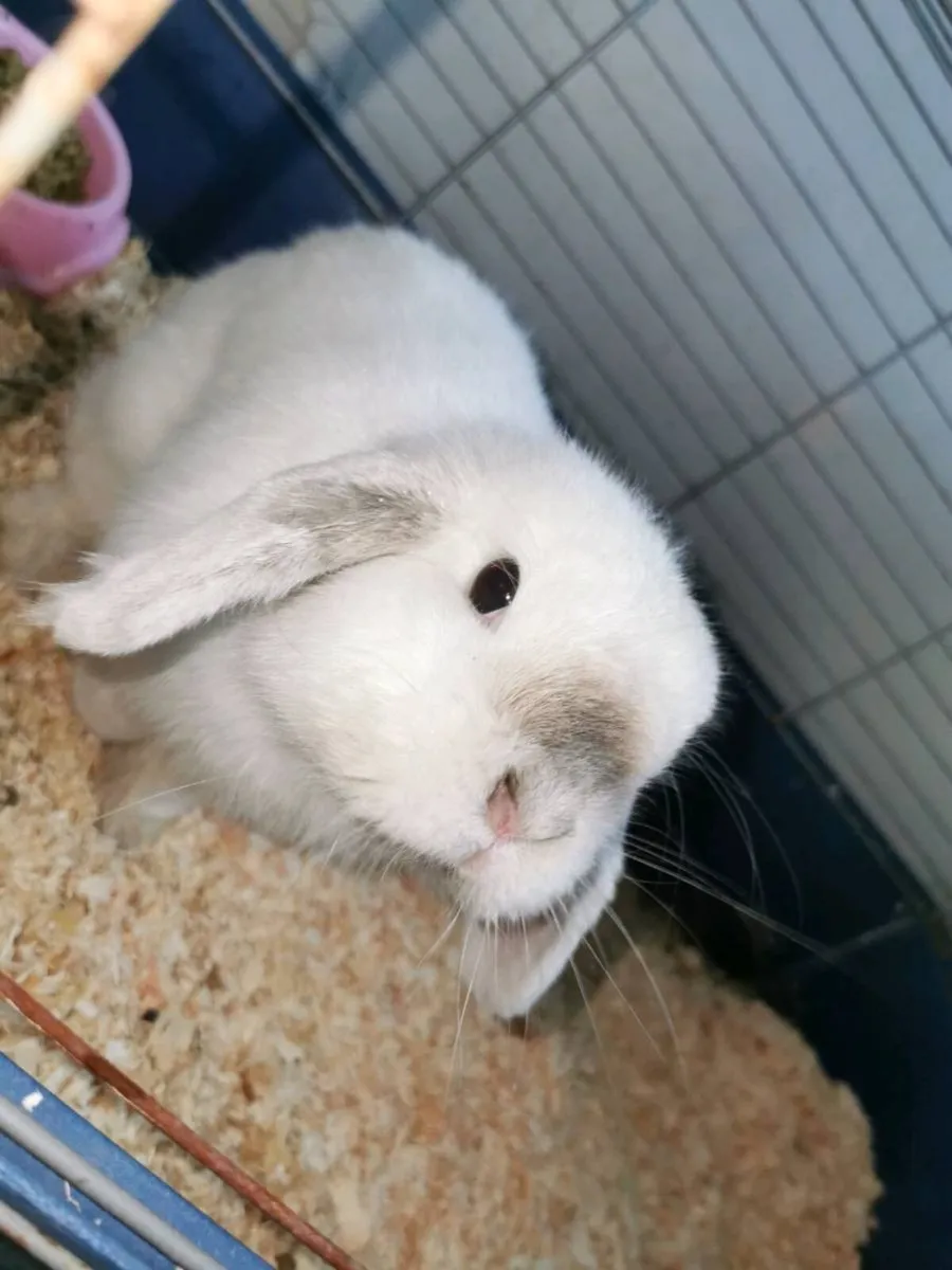 Syrian Hamster & Bunny - Image 3