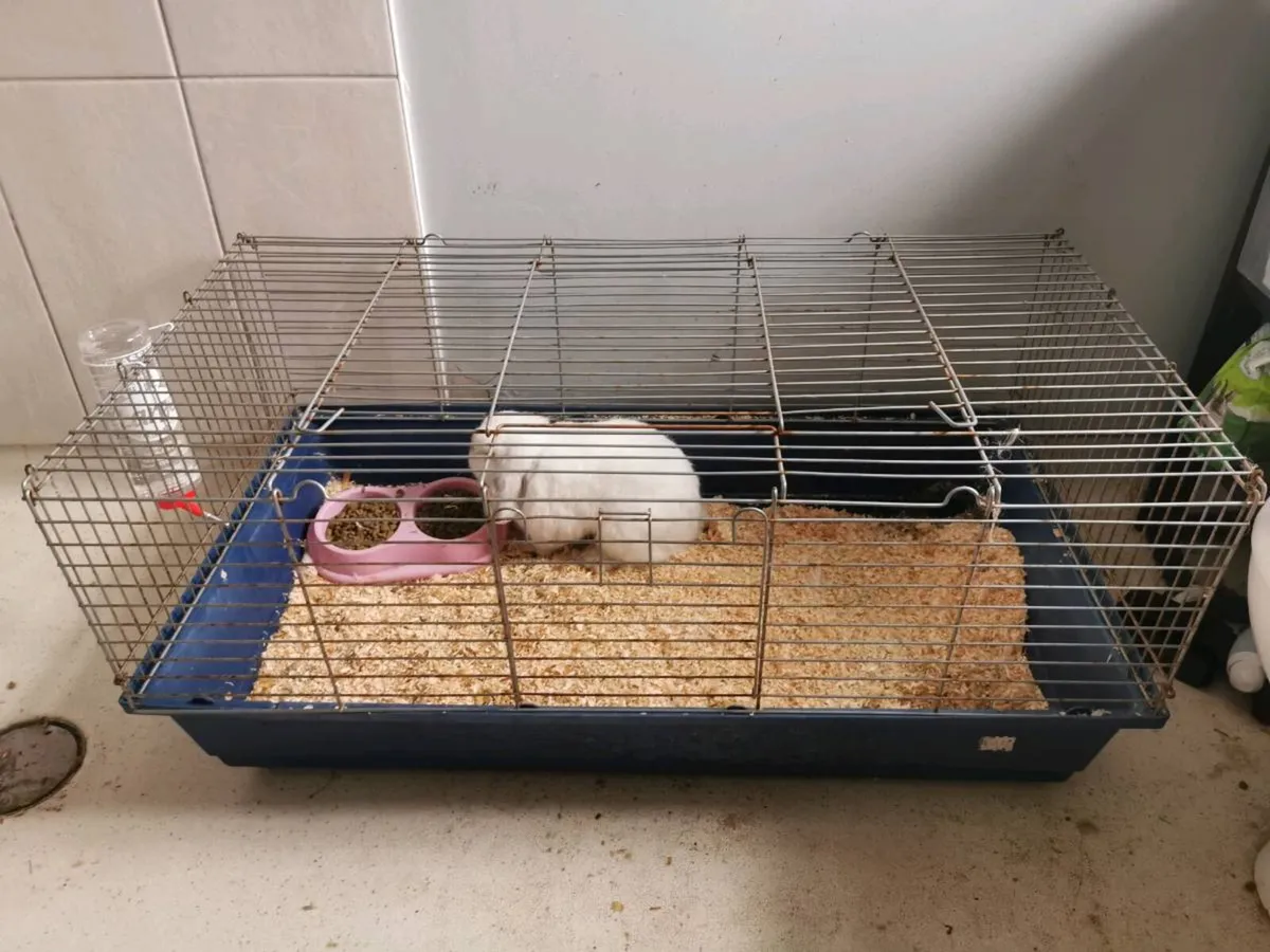 Syrian Hamster & Bunny - Image 4