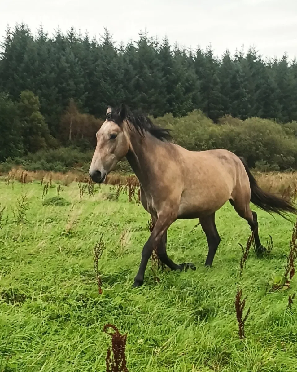 Beautiful gelding - Image 1