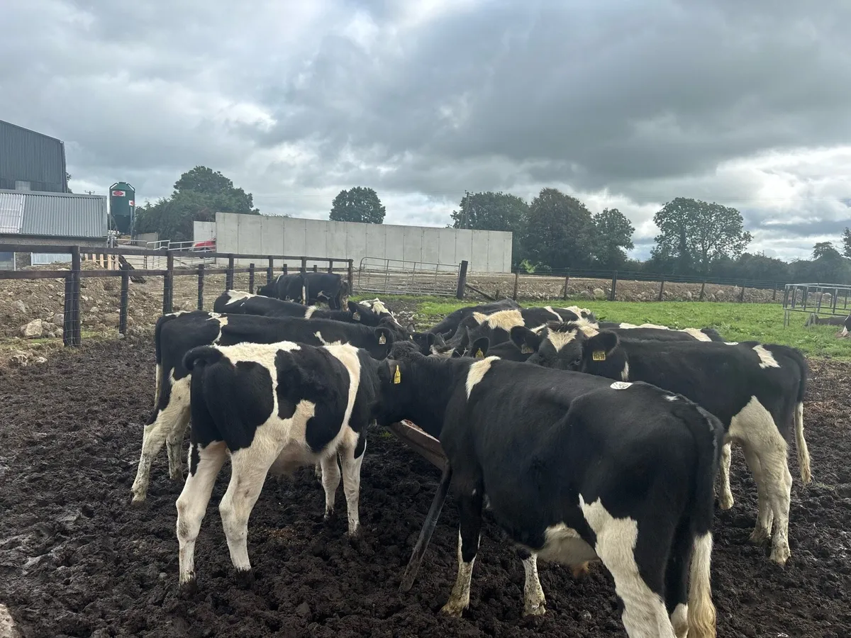 14 super 250 kg Frisian bullocks - Image 2