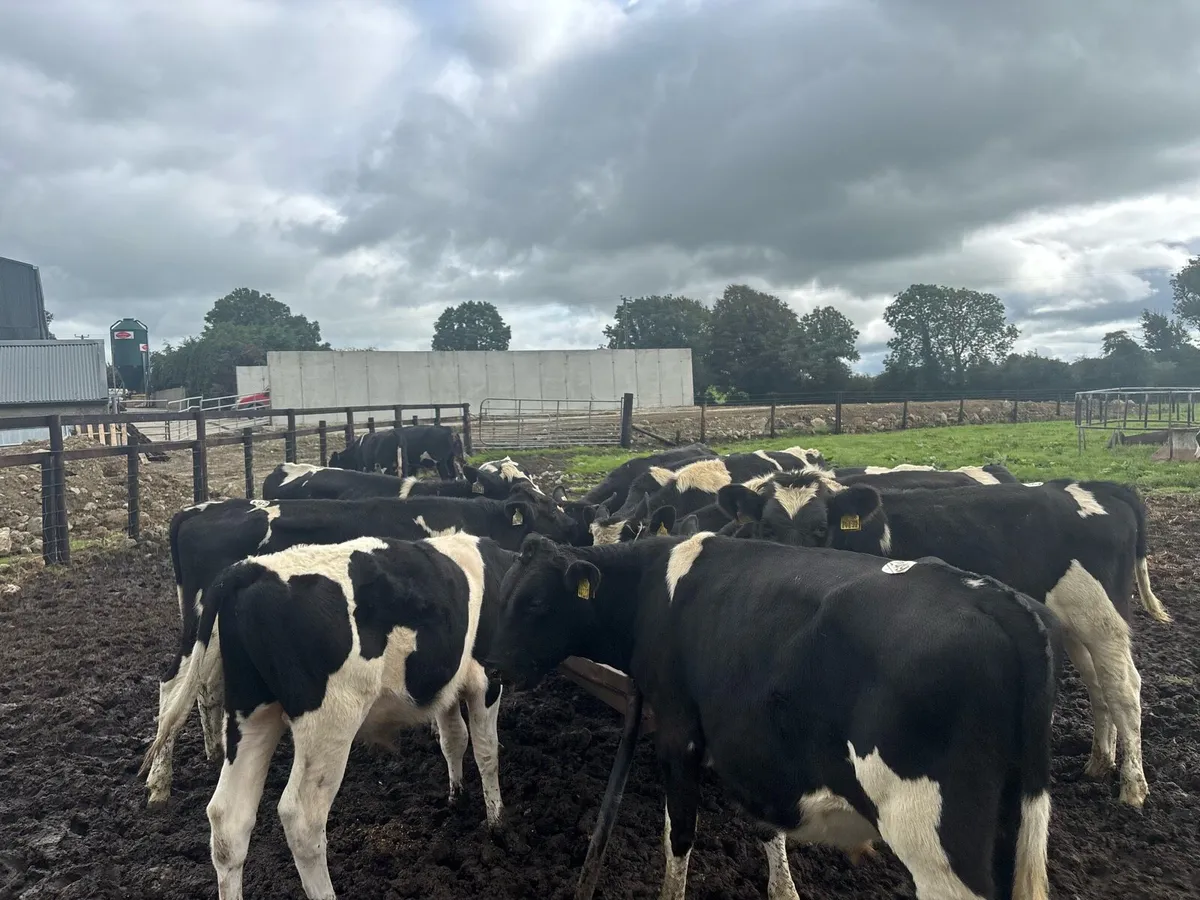14 super 250 kg Frisian bullocks - Image 3