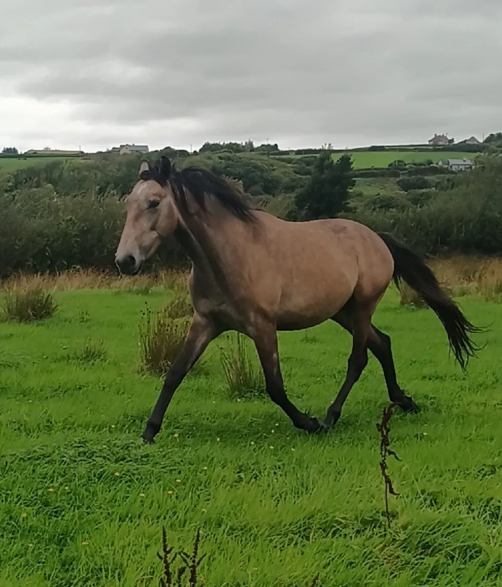 Beautiful gelding - Image 2