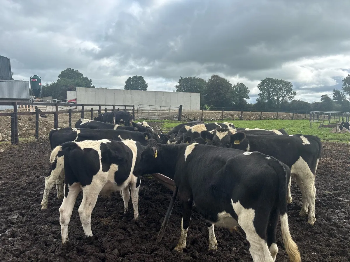 14 super 250 kg Frisian bullocks - Image 4