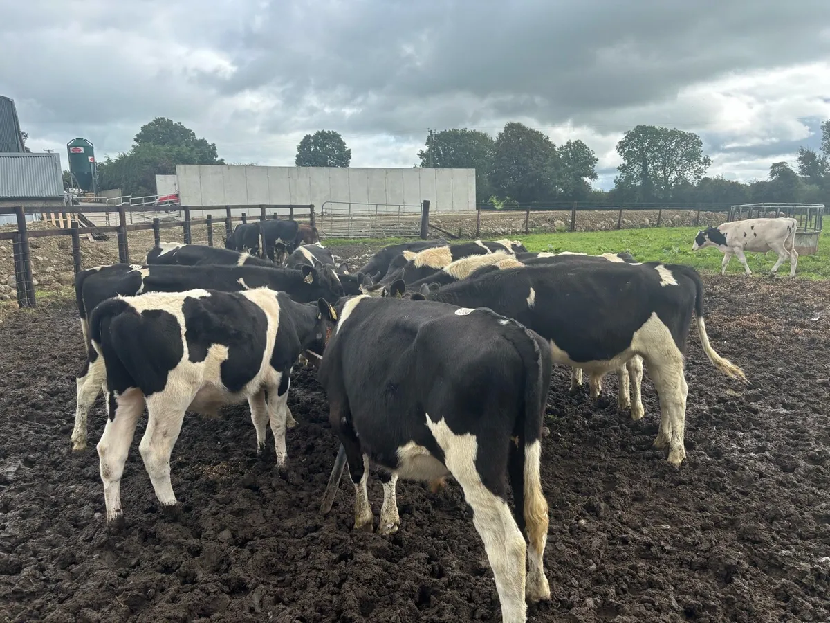 14 super 250 kg Frisian bullocks - Image 1