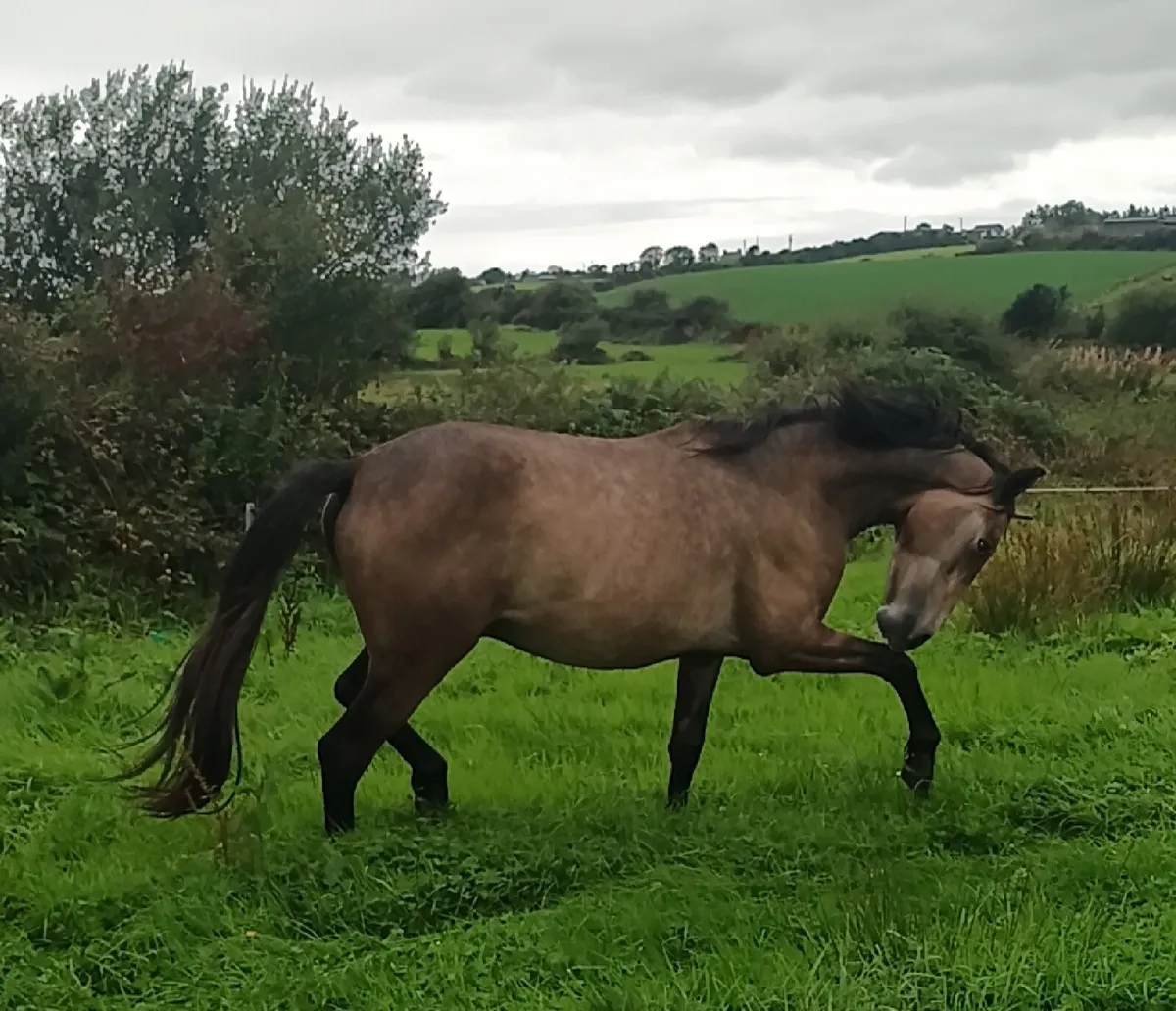 Beautiful gelding - Image 3