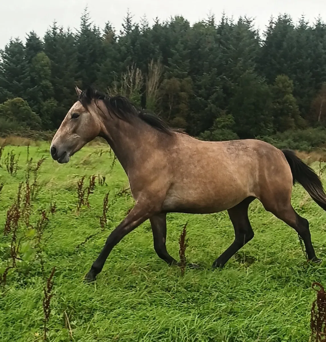 Beautiful gelding - Image 4