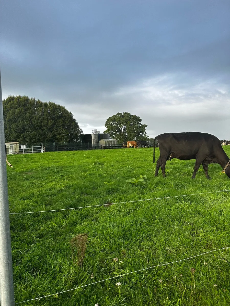 Relief milker & calf rearer available - Image 1