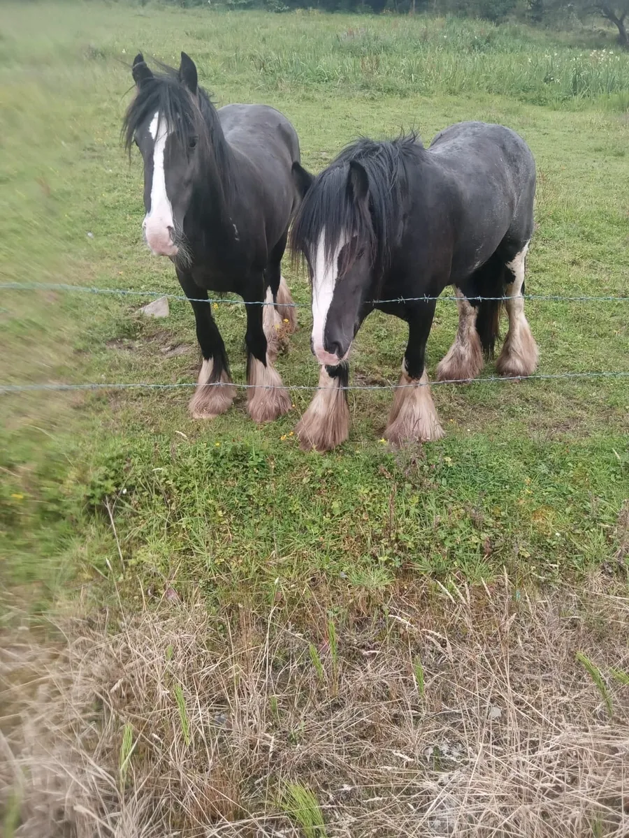Two Mares For Sale - Image 1