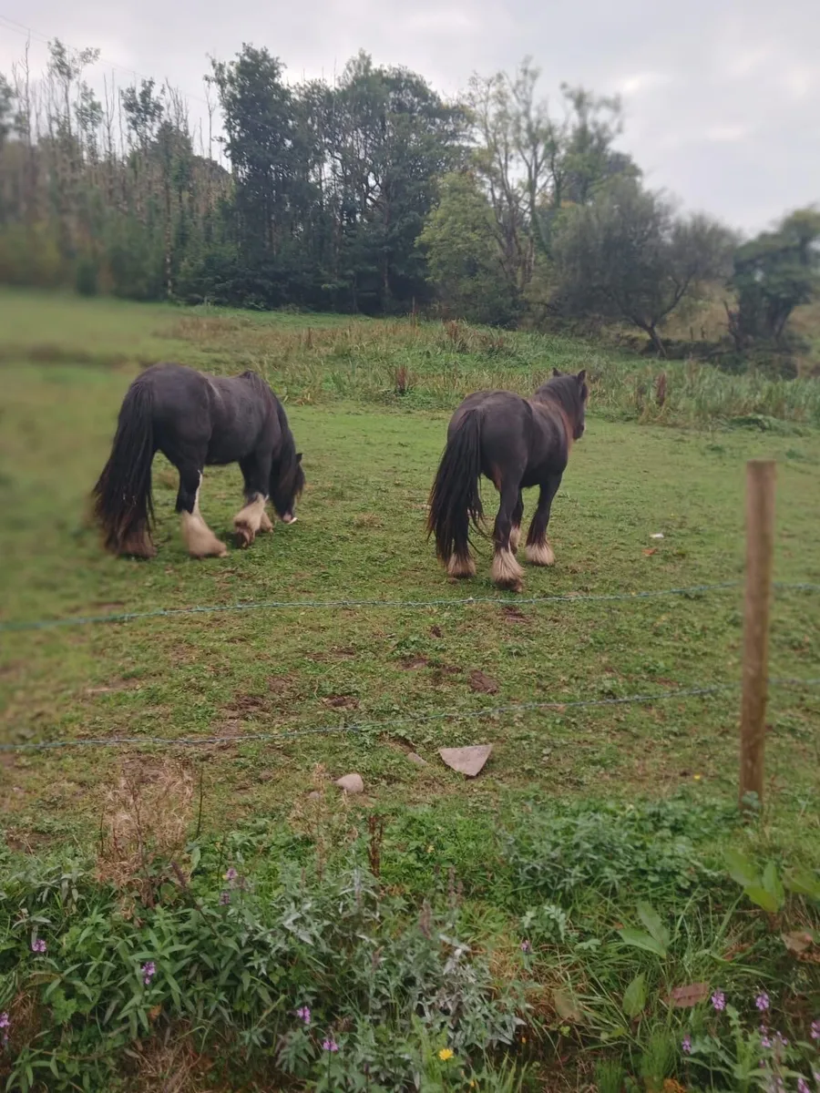 Two Mares For Sale - Image 2