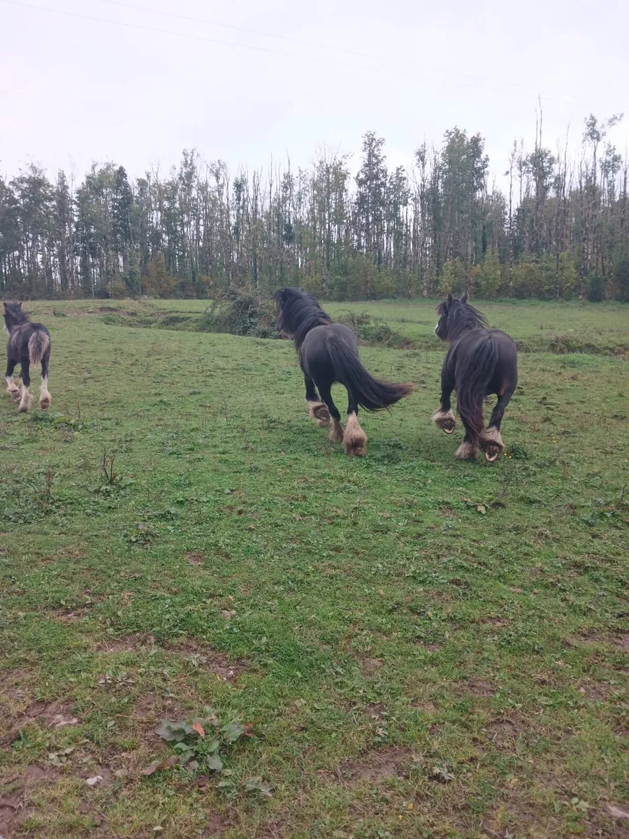 Two Mares For Sale - Image 3