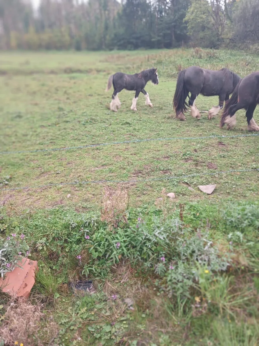 Two Mares For Sale - Image 4