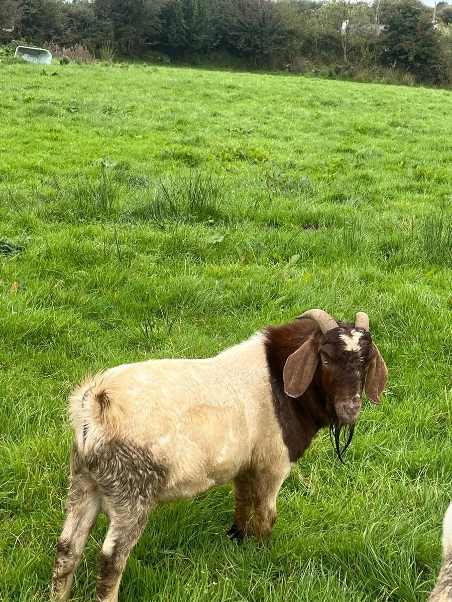 Pure bred boar goat - Image 1