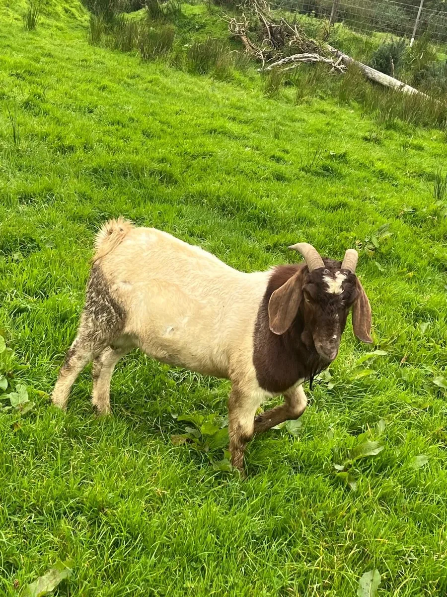 Pure bred boar goat - Image 2