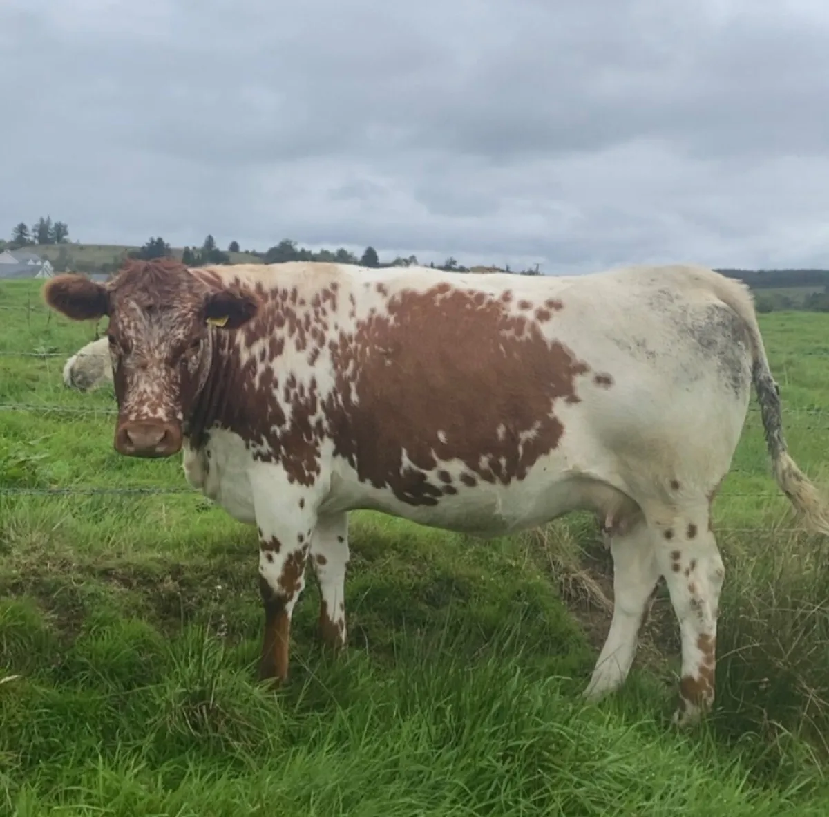 Incalf heifers - Image 1