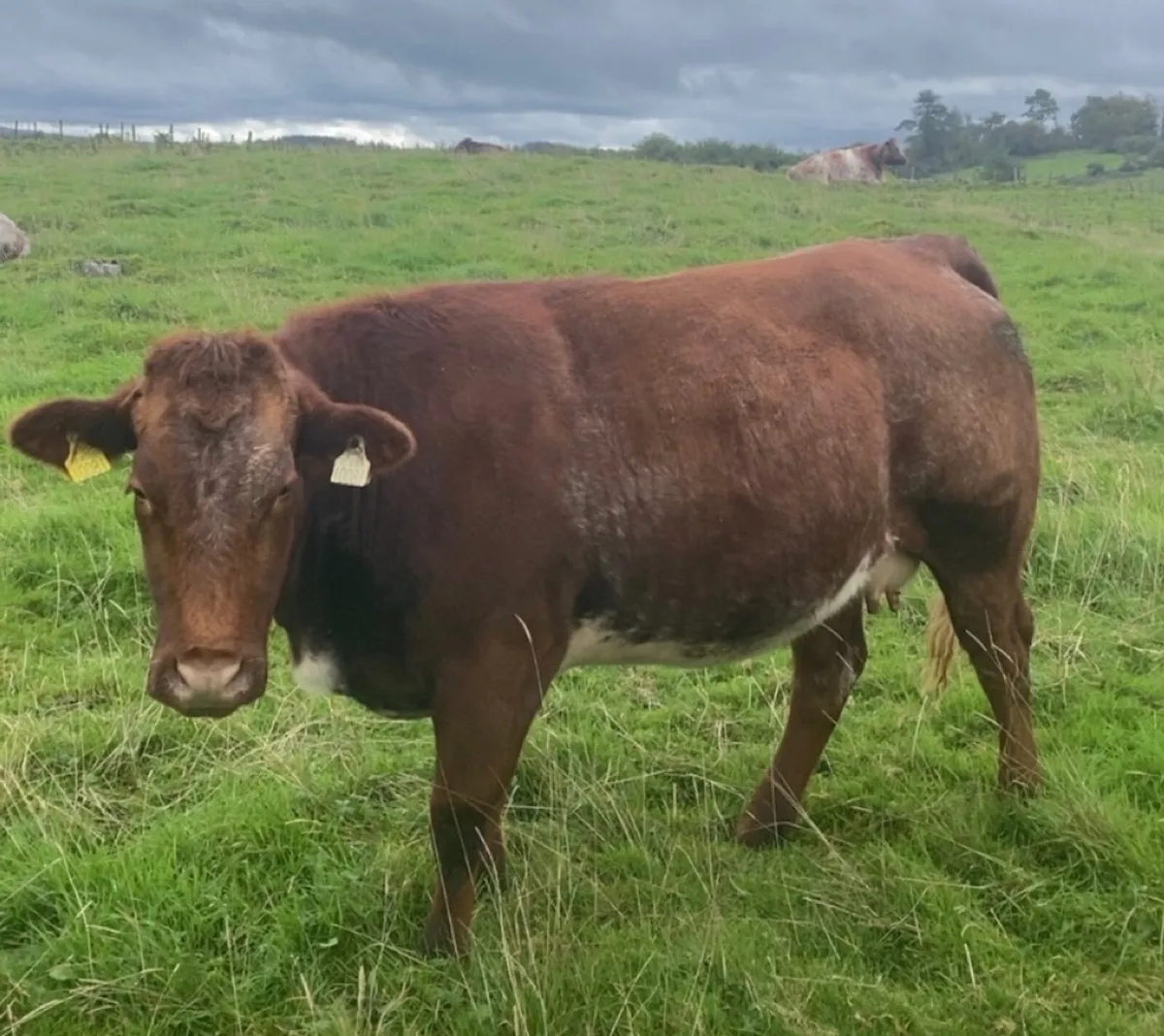 Incalf heifers - Image 2