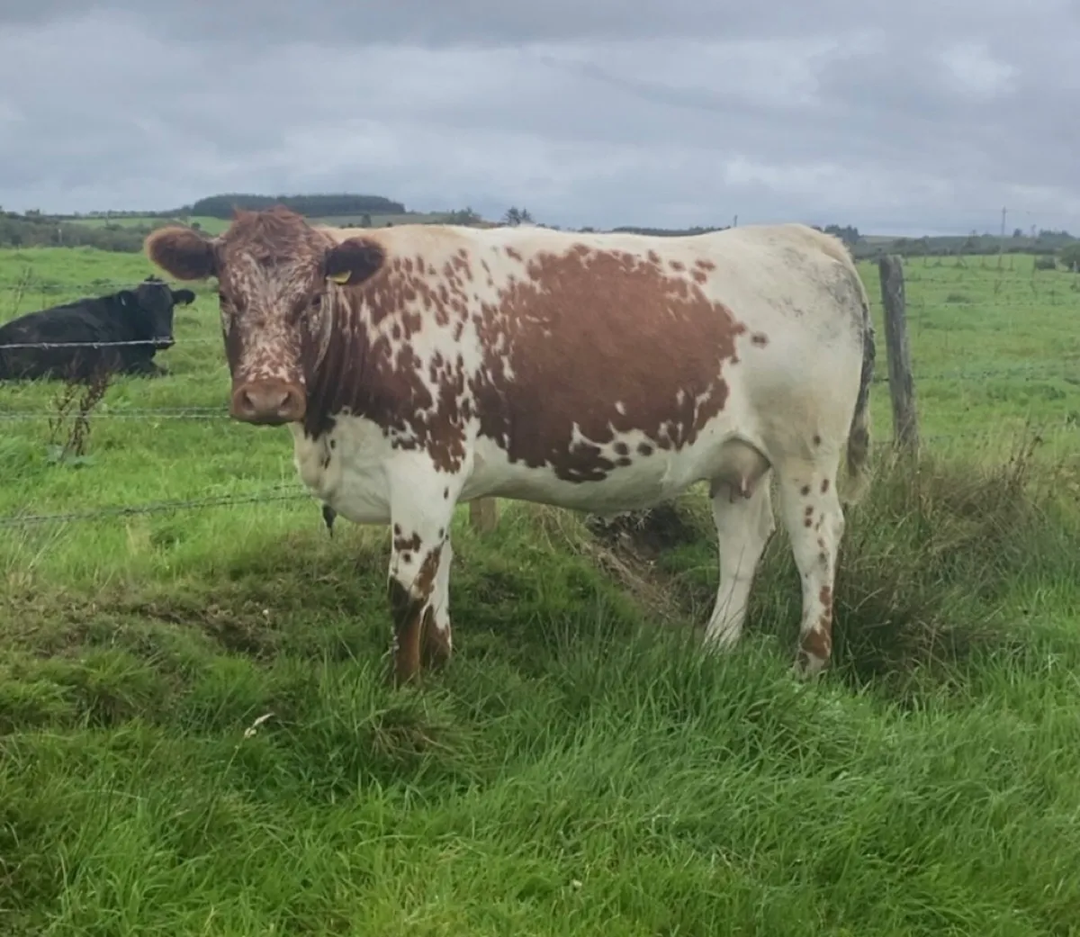 Incalf heifers - Image 3
