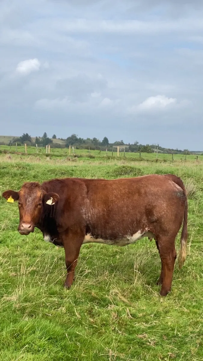 Incalf heifers - Image 4