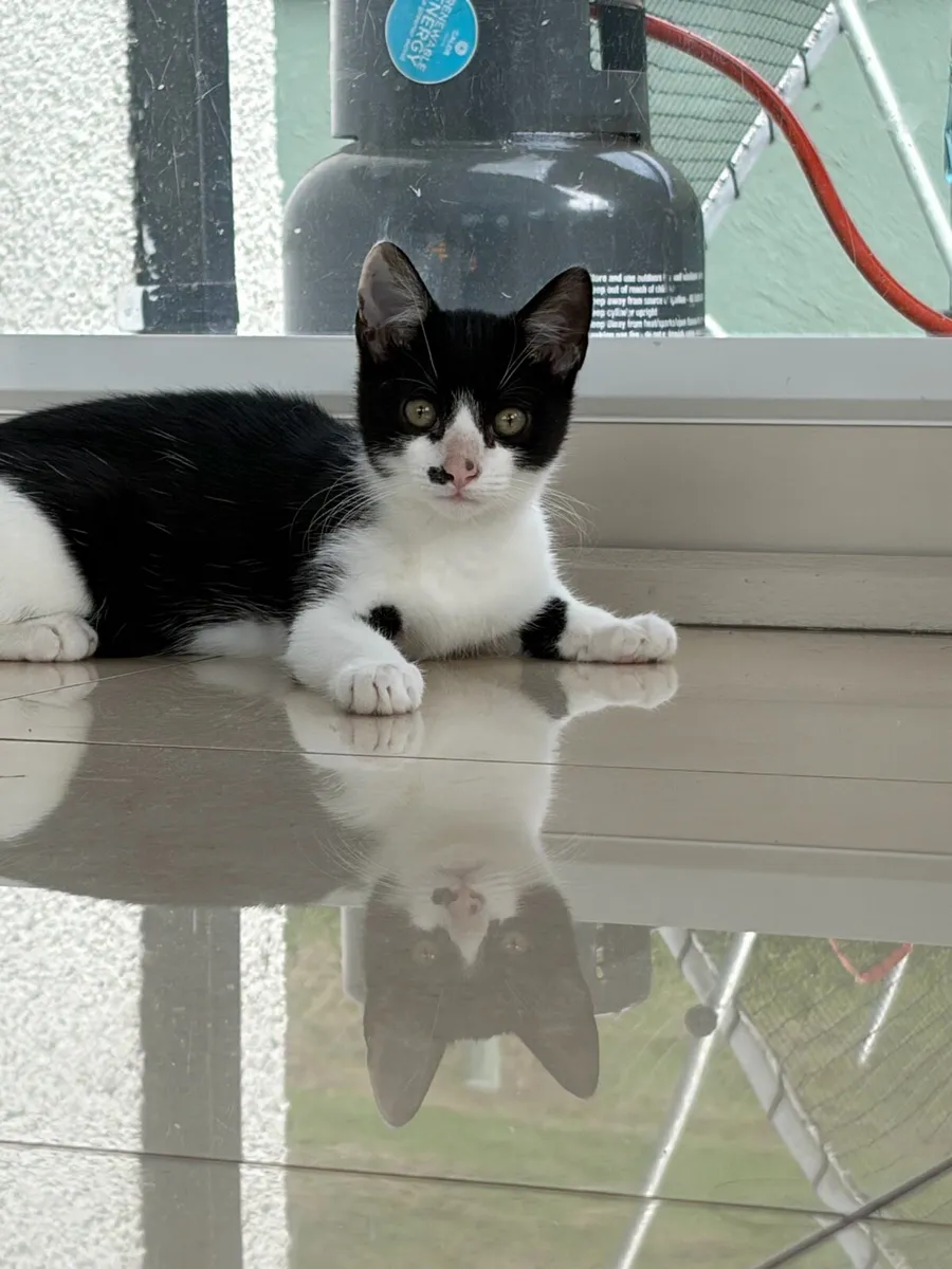 Beautiful kittens *can deliver* - Image 1