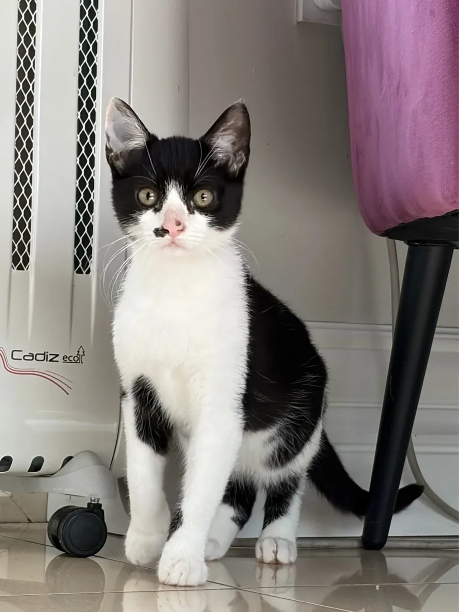 Beautiful kittens *can deliver* - Image 2