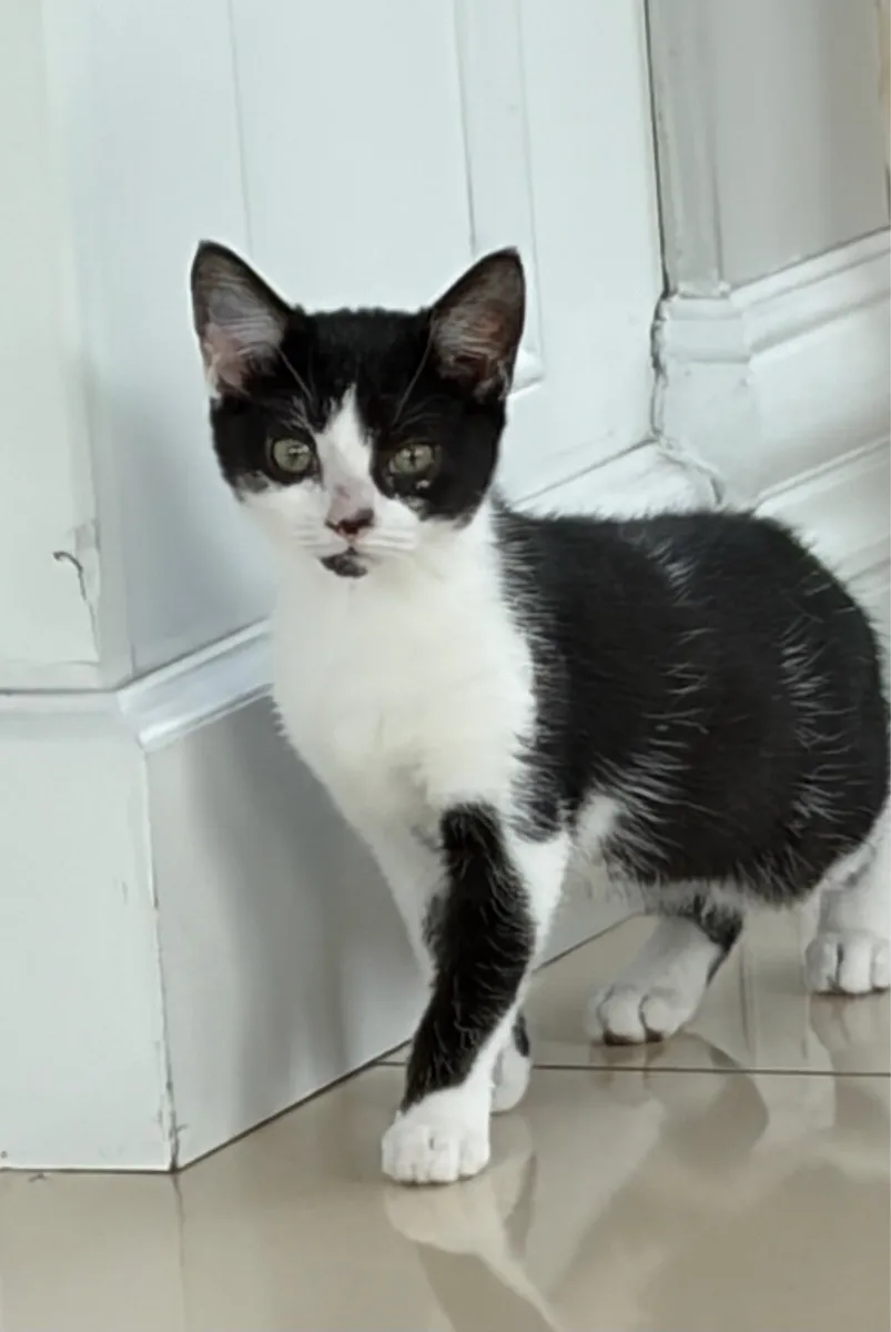 Beautiful kittens *can deliver* - Image 4