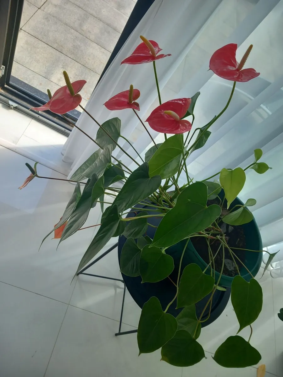 Indoor and strawberry plants - Image 1