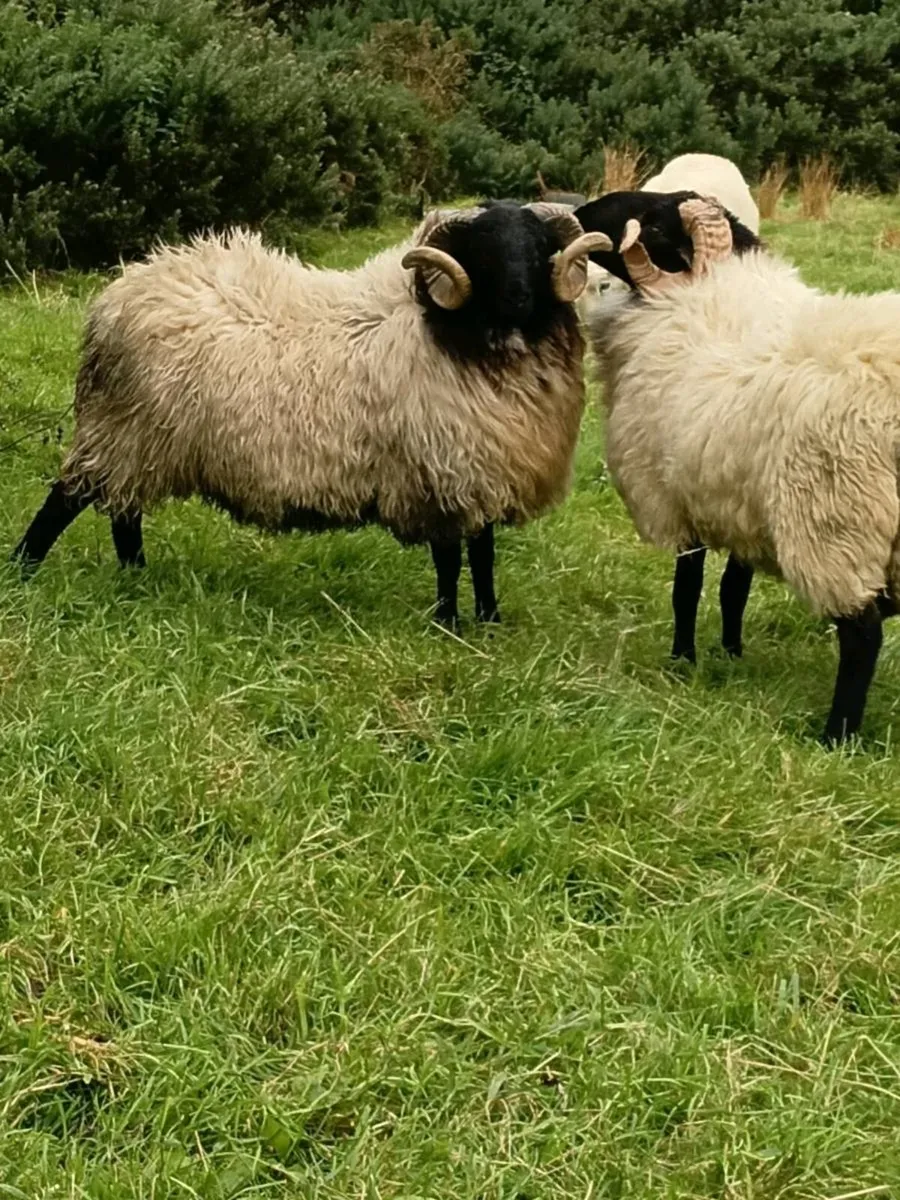 Blackface Mountain Hoggets - Image 1