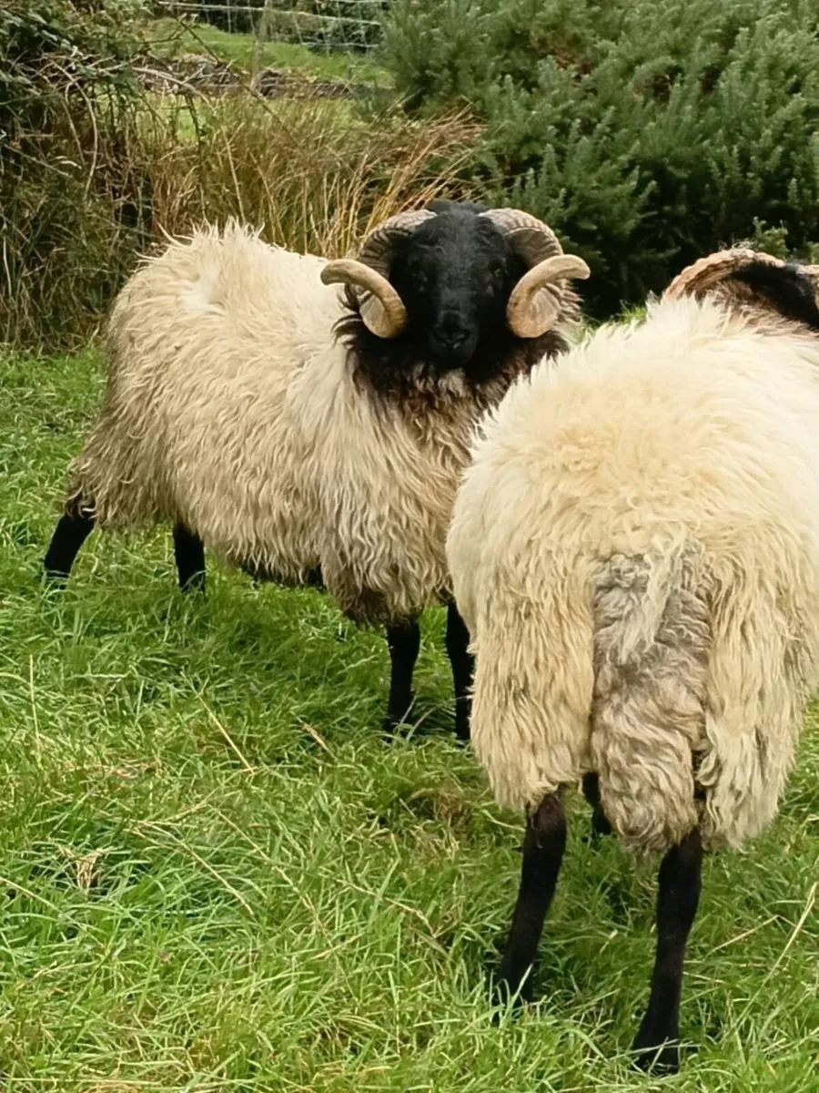 Blackface Mountain Hoggets - Image 2