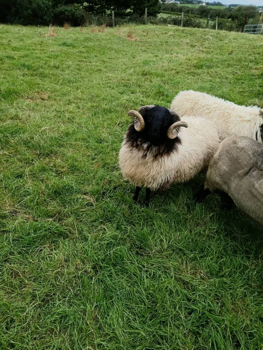 Blackface Mountain Hoggets - Image 3