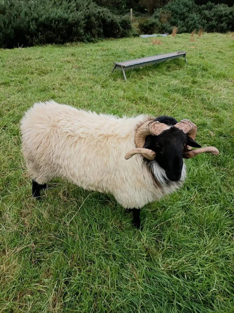 Blackface Mountain Hoggets - Image 4