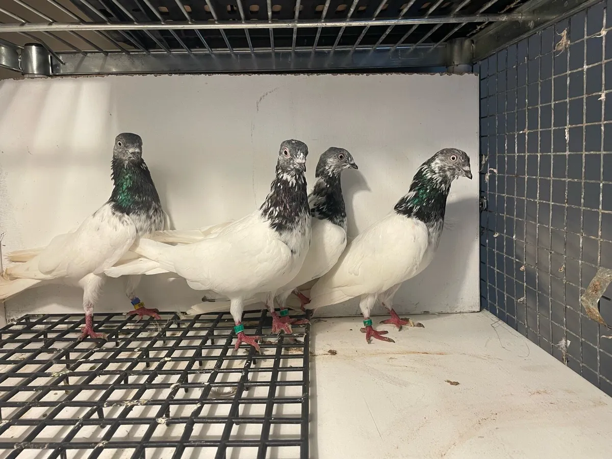 Fancy pigeons highflyers - Image 1