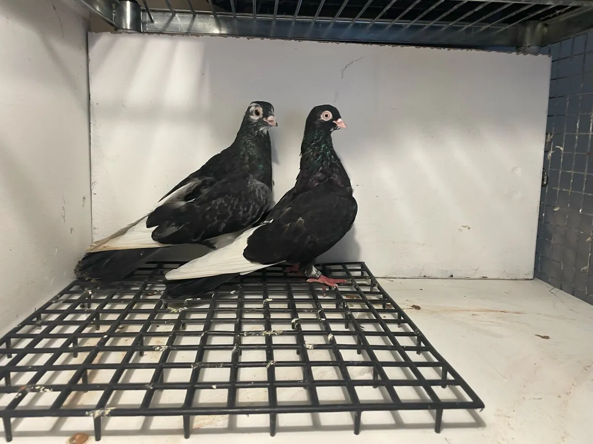 Fancy pigeons highflyers - Image 2