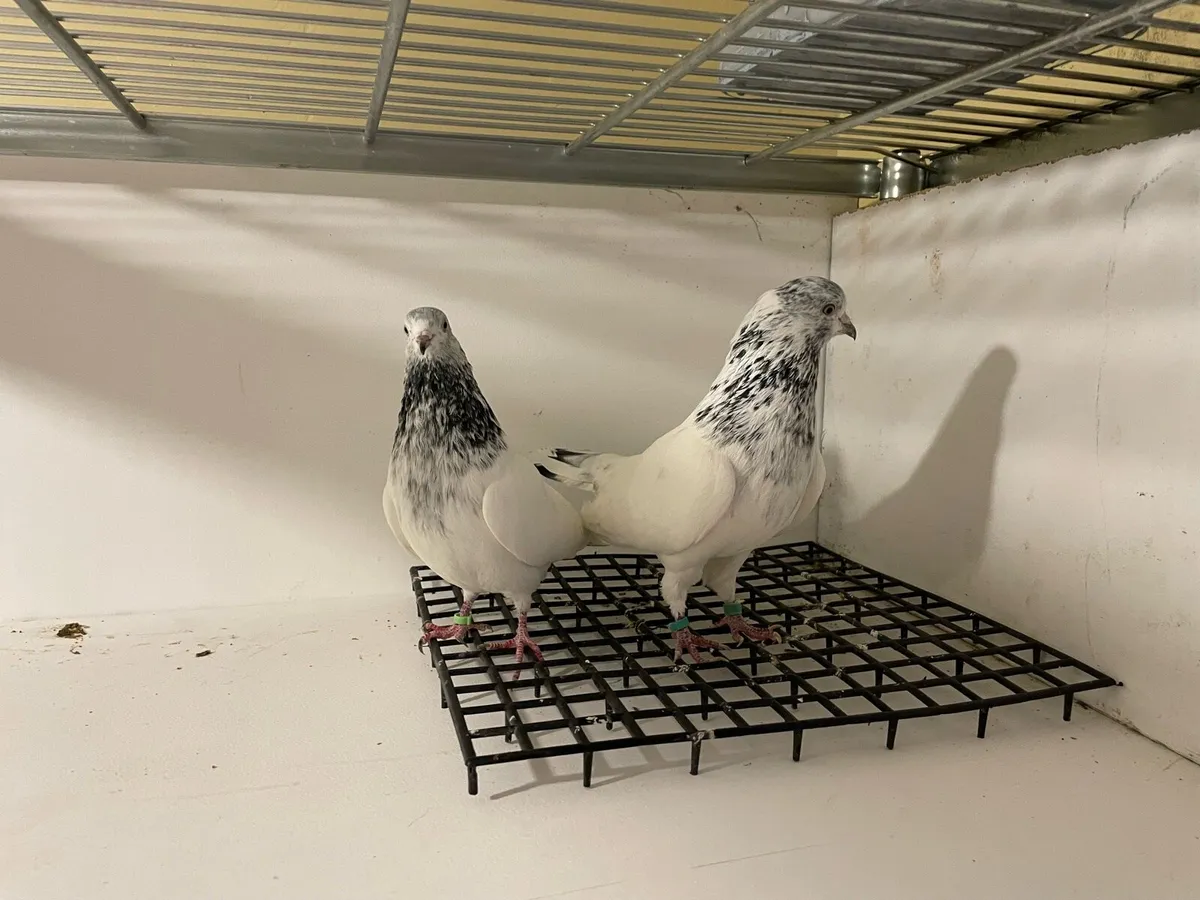 Fancy pigeons highflyers - Image 3