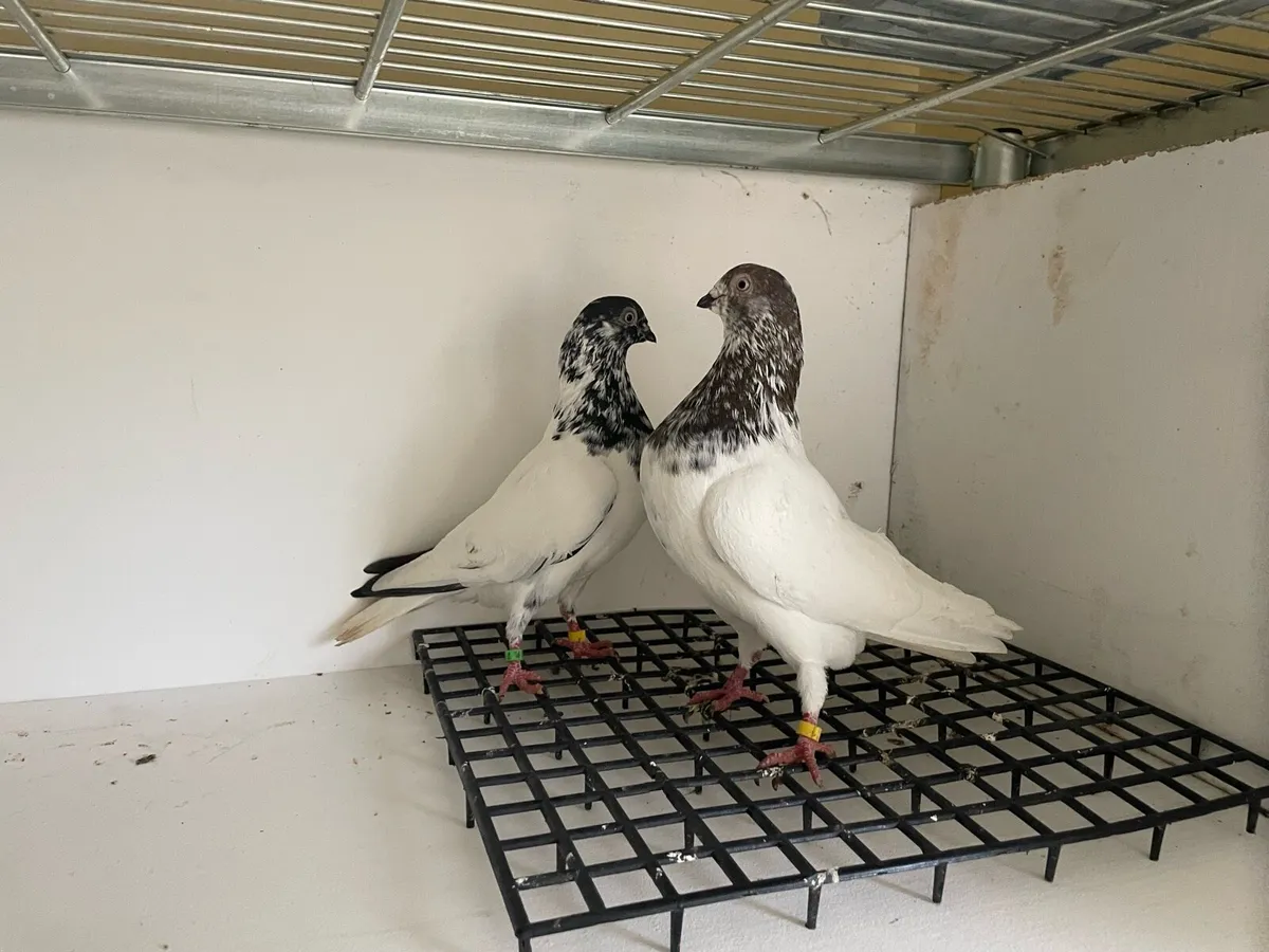 Fancy pigeons highflyers - Image 4