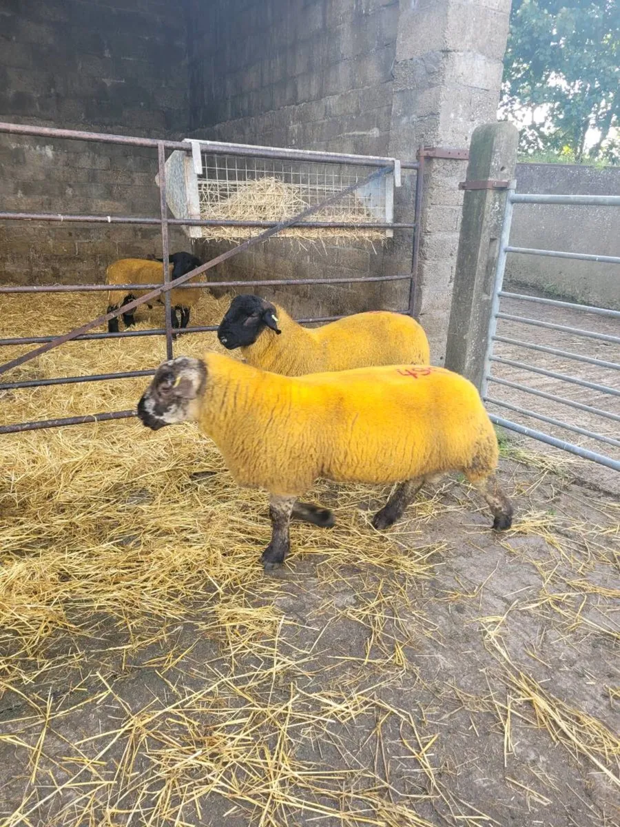 Ram lambs - Image 1