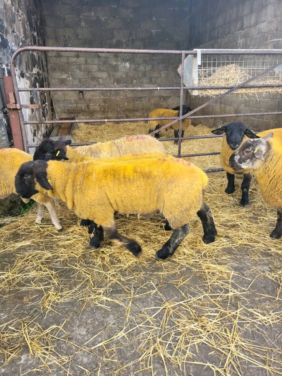 Ram lambs - Image 2