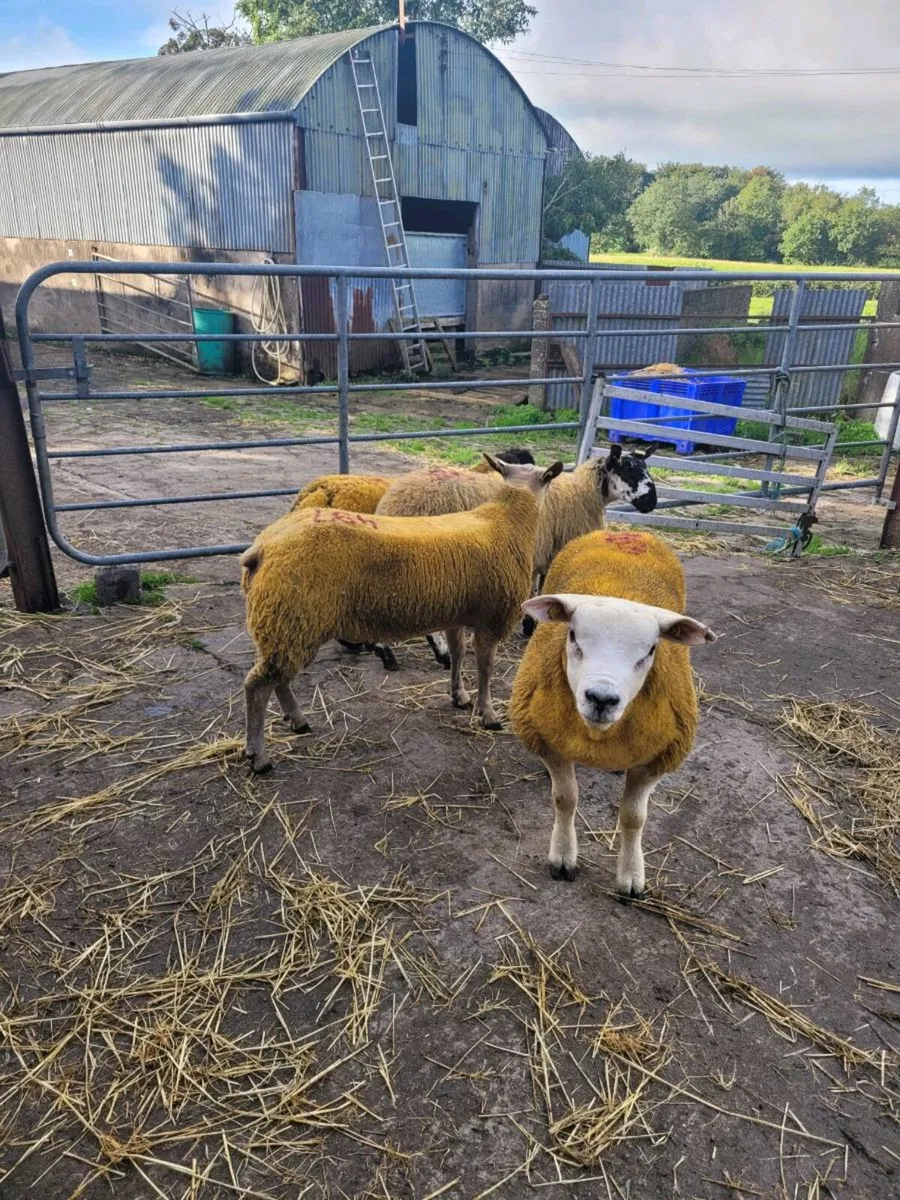 Ram lambs - Image 3