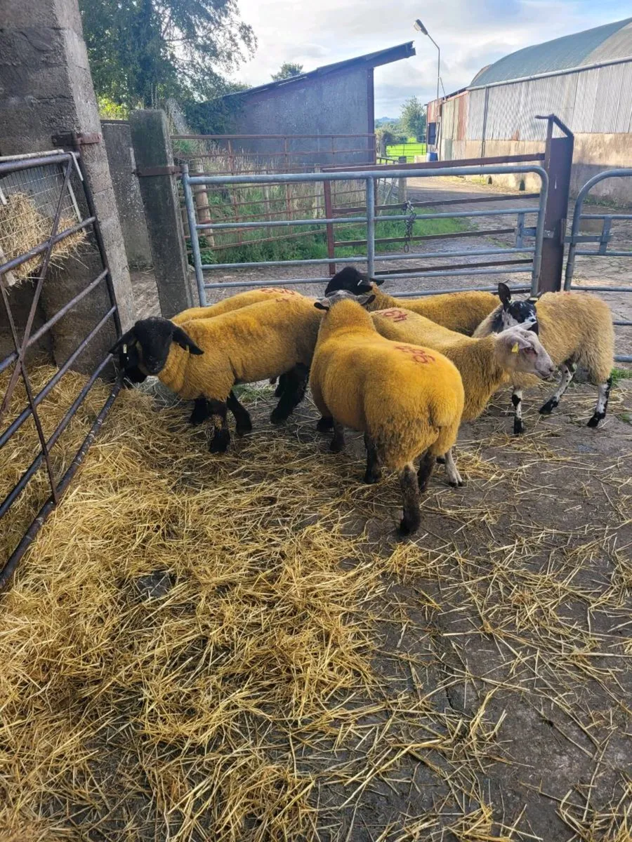 Ram lambs - Image 4