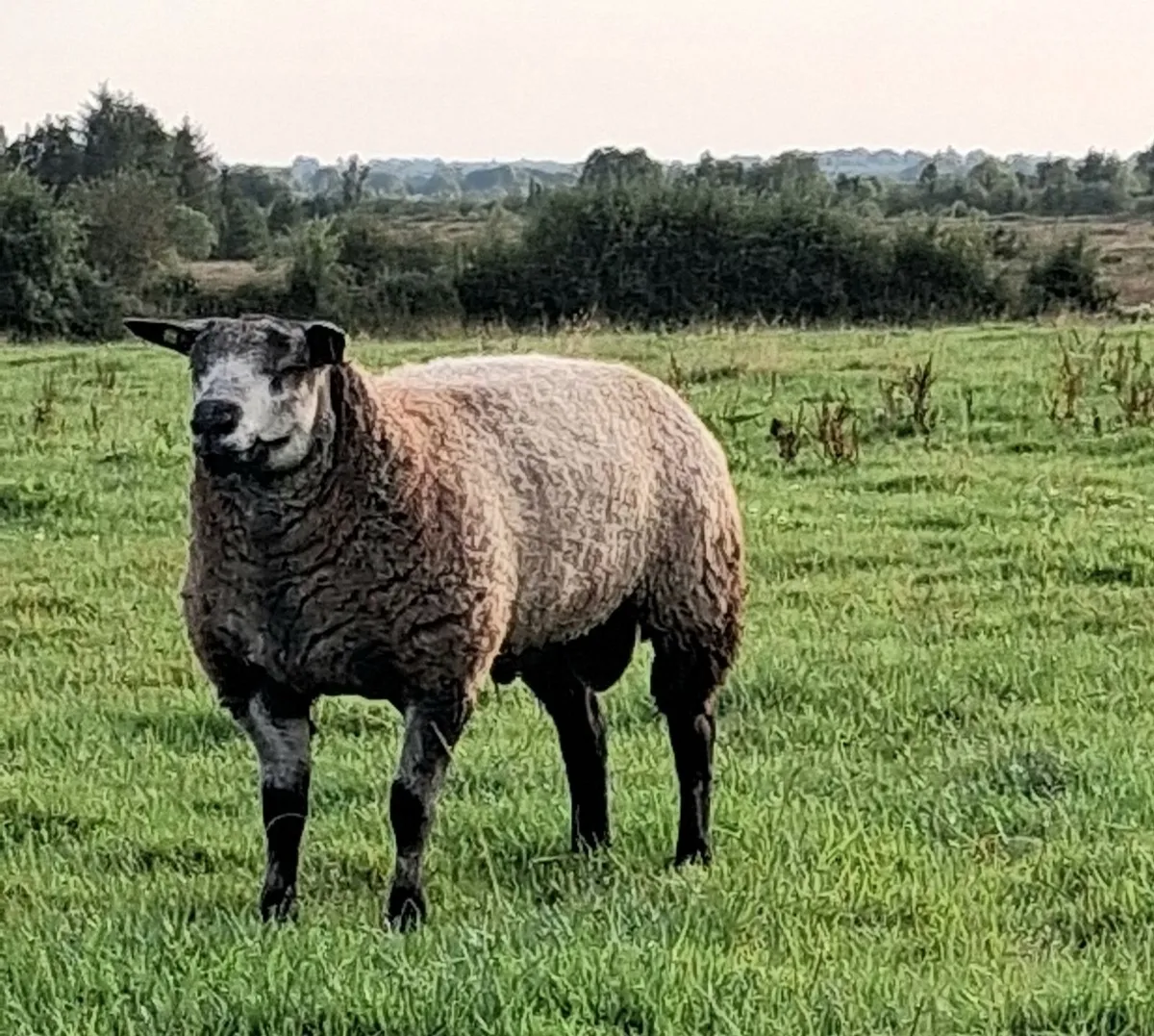 Pedigree Blue Texel Ram Lamb - Image 2