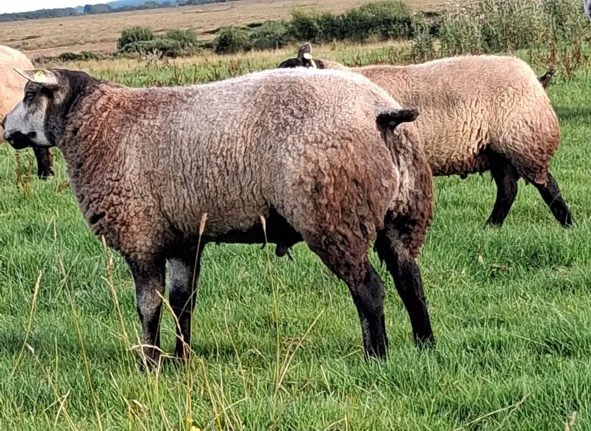 Pedigree Blue Texel Ram Lamb - Image 1