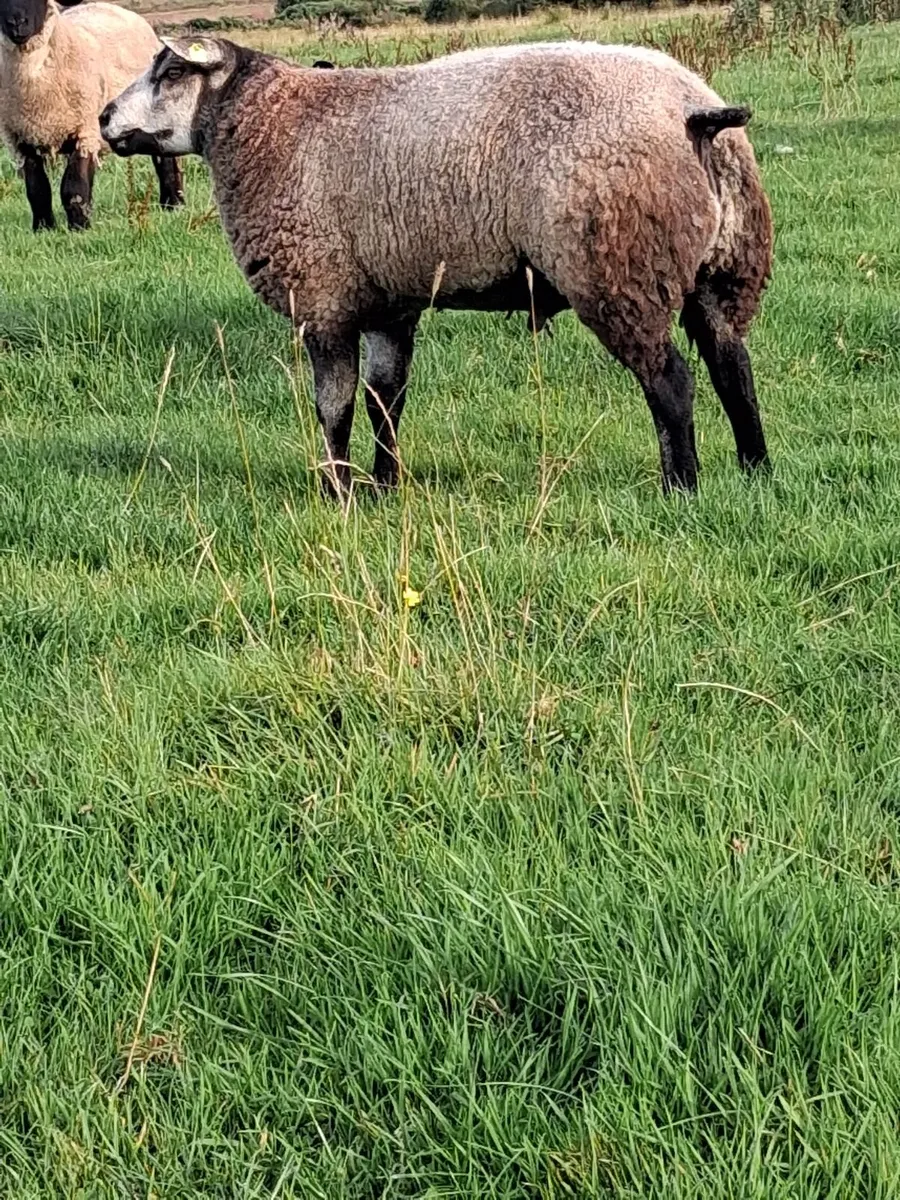 Pedigree Blue Texel Ram Lamb - Image 4